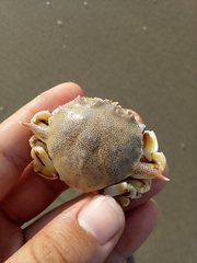 Matutidae