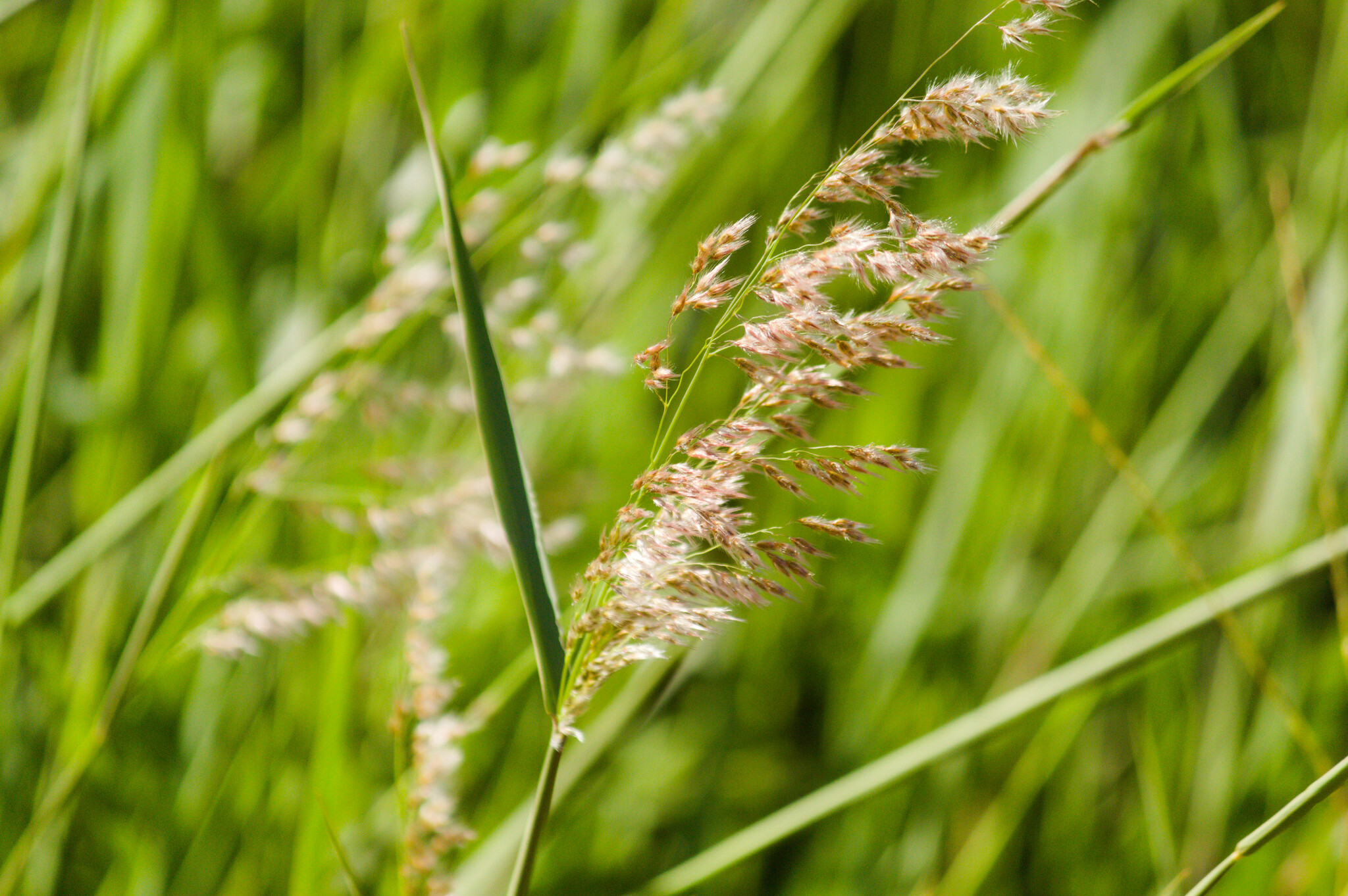Melinis repens