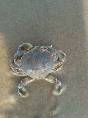 Matutidae