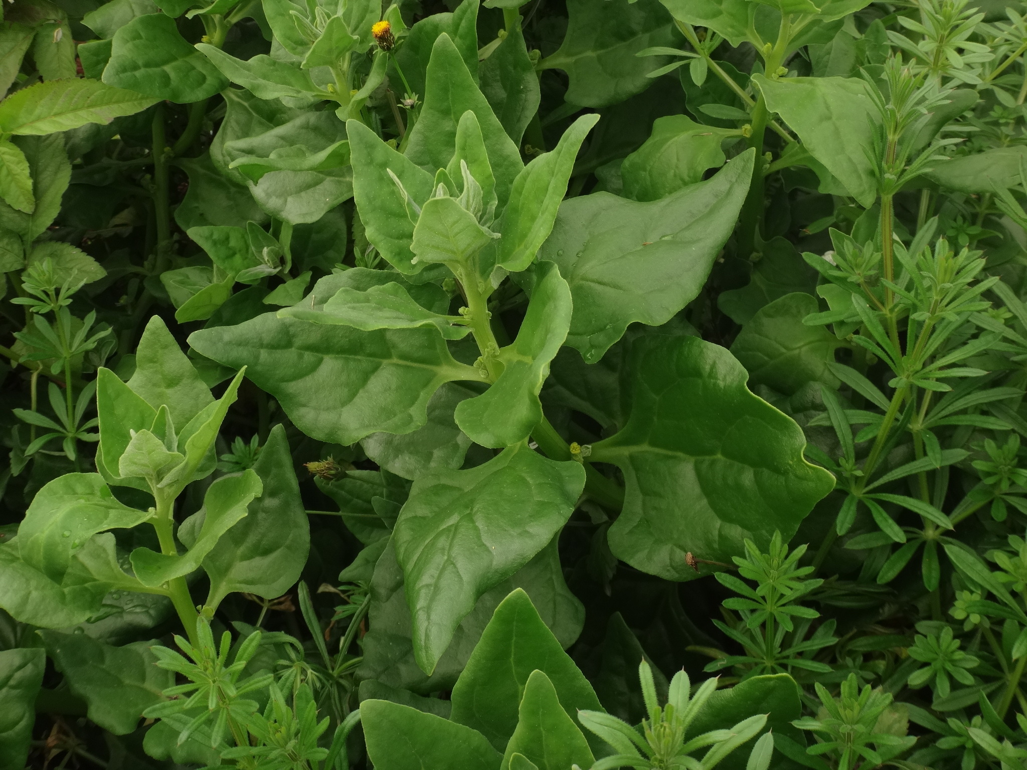 Espinaca de Nueva Zelandia