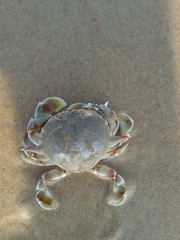 Matutidae