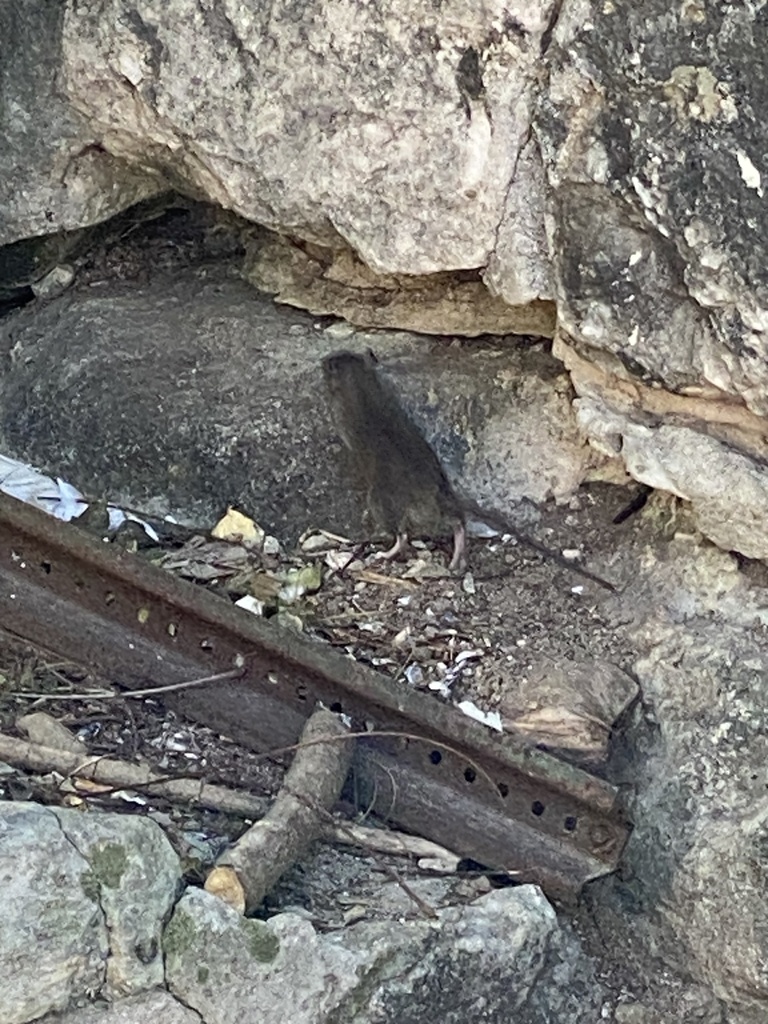 Brown Rat from Fort Fincastle, Nassau, BS on February 15, 2024 at 01:59 ...