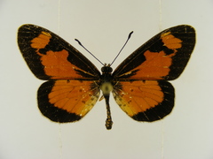 Acraea acerata