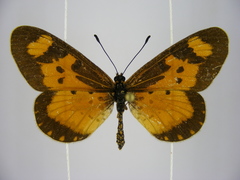 Acraea acerata