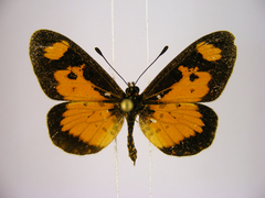 Acraea acerata