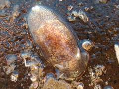 Pleurobranchaea maculata