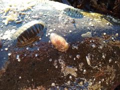 Pleurobranchaea maculata