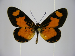 Acraea acerata