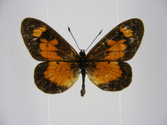 Acraea acerata