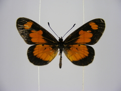 Acraea acerata