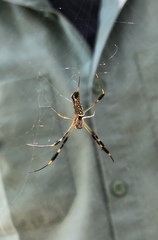 Trichonephila clavipes image