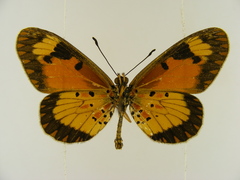 Acraea acerata