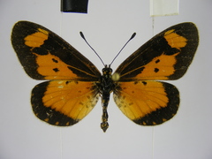 Acraea acerata