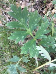 Hydrophyllum occidentale
