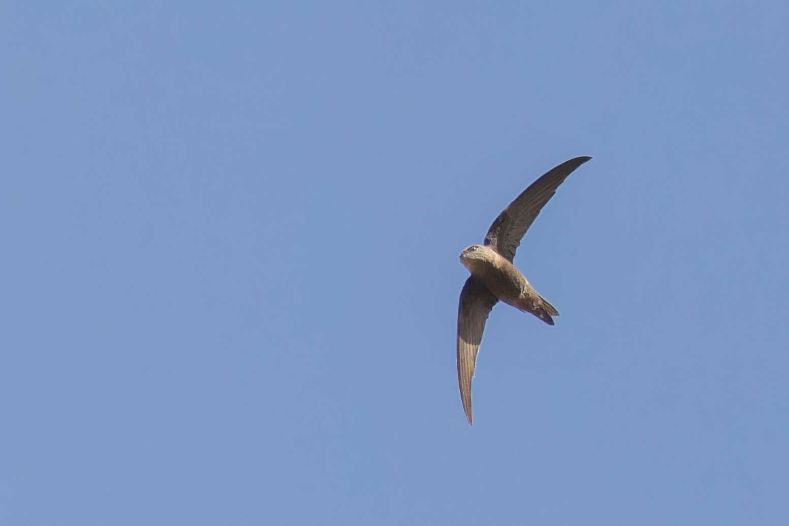 Cape Verde Swift (Apus alexandri), photo 10