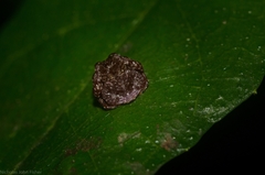 Arkys speechleyi
