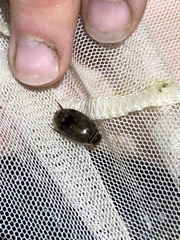 Thermonectus nigrofasciatus