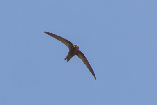 Cape Verde Swift (Apus alexandri), photo 3