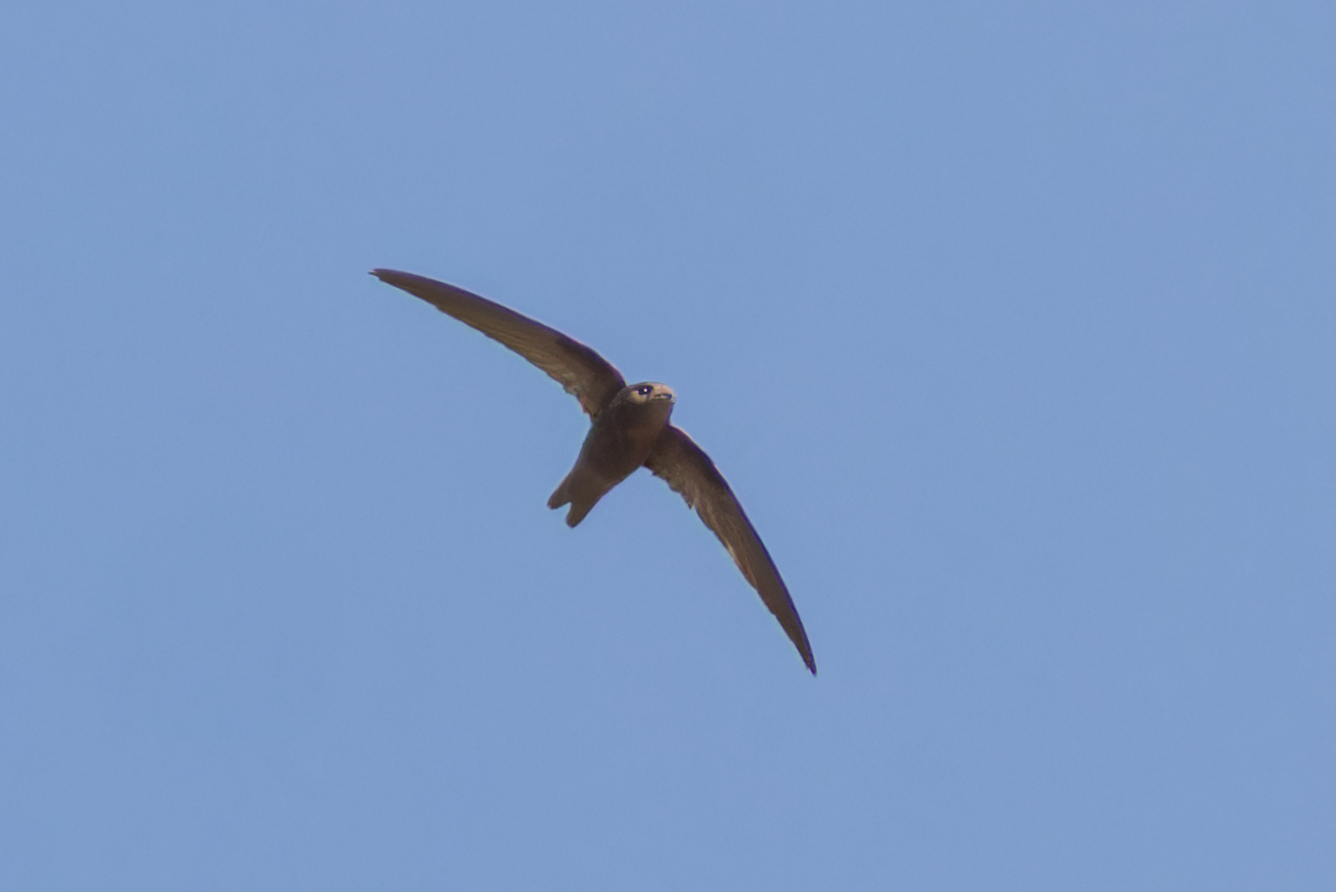 Cape Verde Swift (Apus alexandri), photo 3