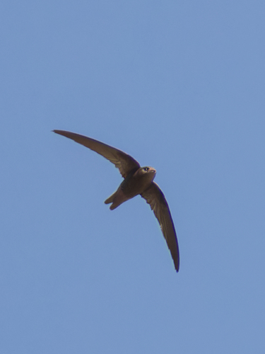 Cape Verde Swift (Apus alexandri), photo 4