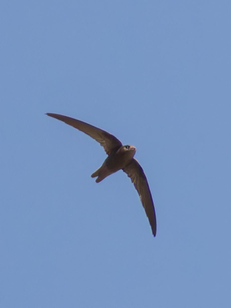 Cape Verde Swift (Apus alexandri), photo 4