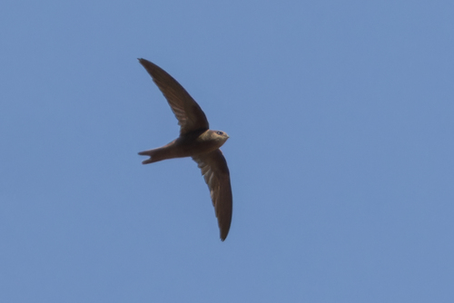 Cape Verde Swift (Apus alexandri), photo 9