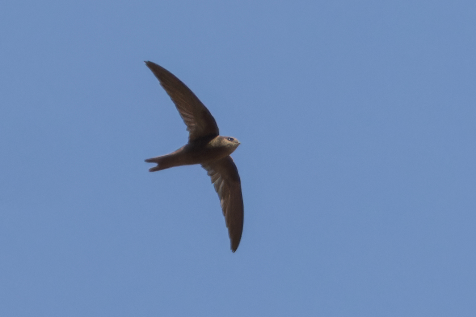 Cape Verde Swift (Apus alexandri), photo 9