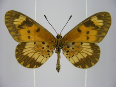 Acraea acerata