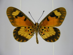 Acraea acerata