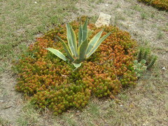 Sedum × rubrotinctum