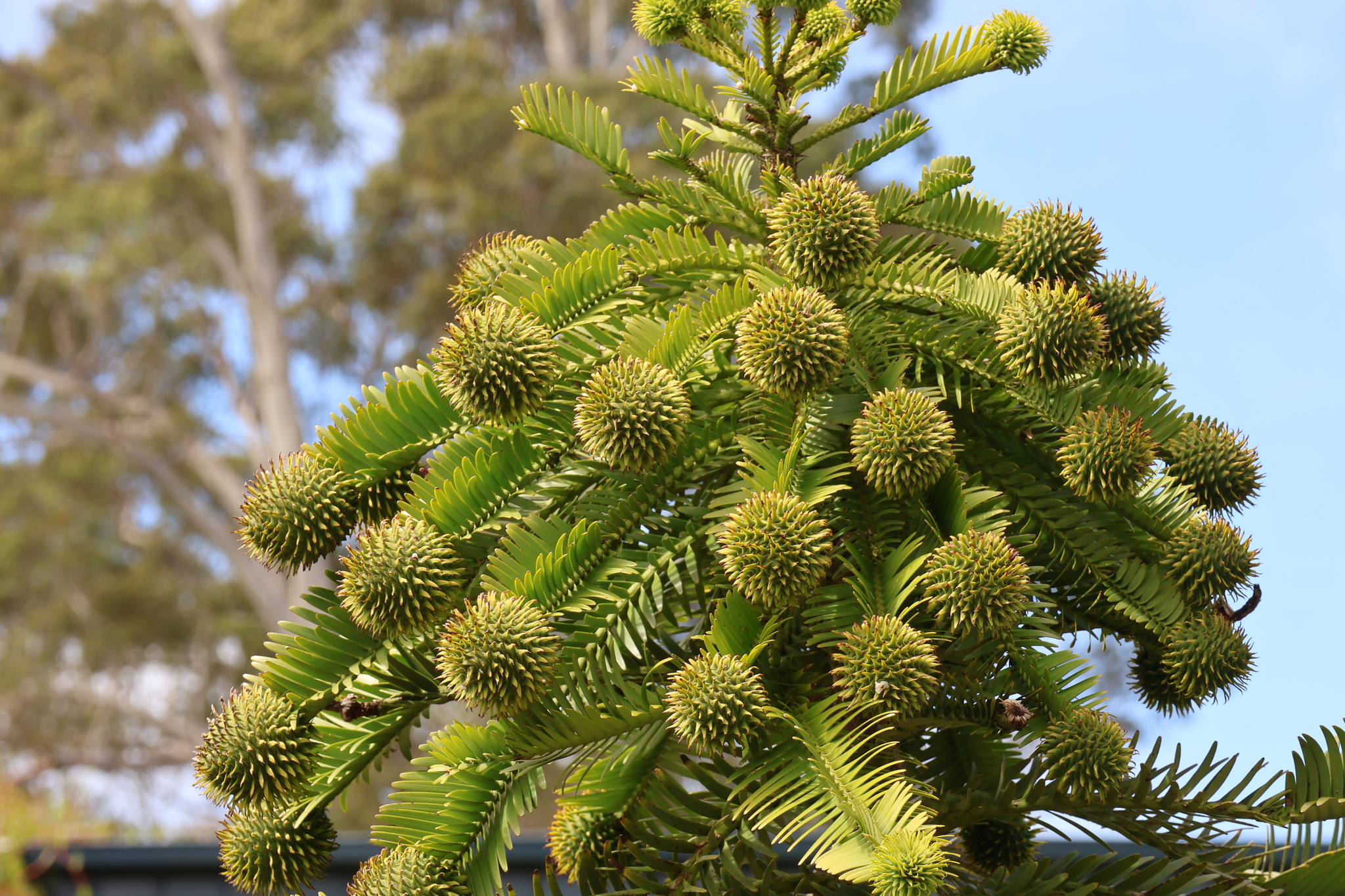 Araucariaceae