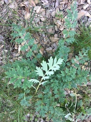 Hydrophyllum occidentale