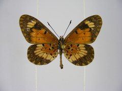 Acraea acerata