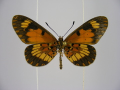 Acraea acerata