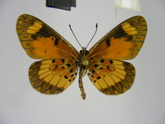 Acraea acerata