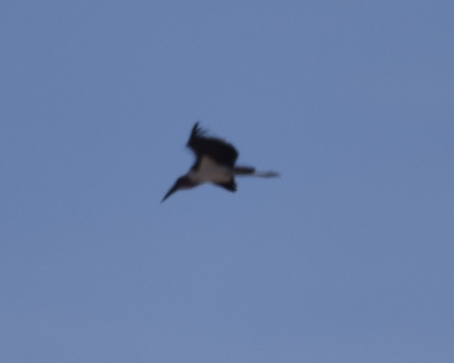 Marabou Stork