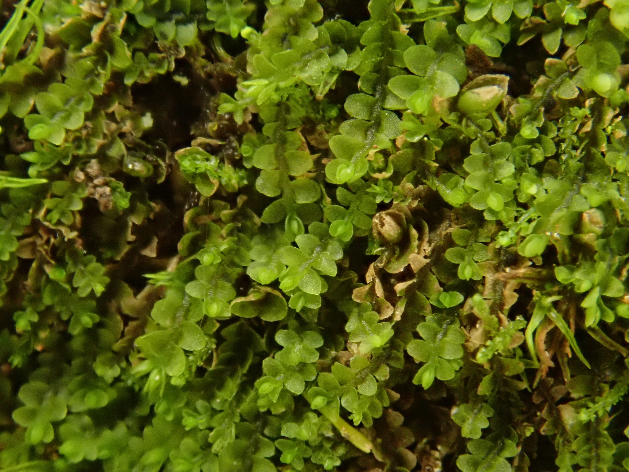 Jungermannia pumila