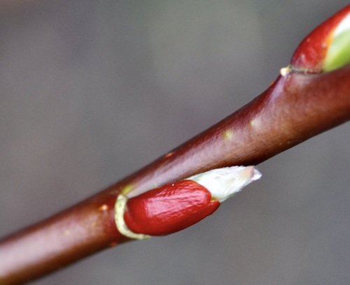 Salix fargesii observed 2024-02-19