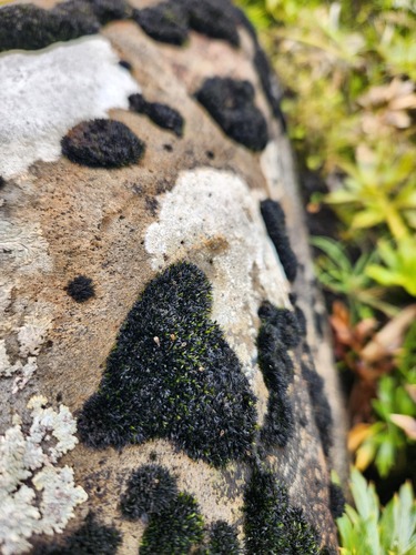Orthotrichum crassifolium observed 2024-01-11