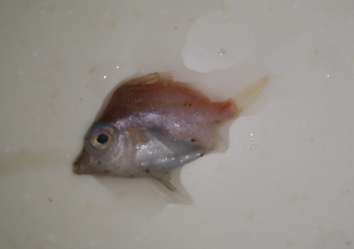 Red spikefish (Triacanthodes anomalus) — Triacanthodidae