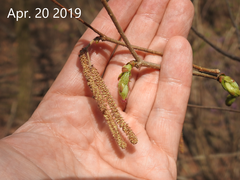 Corylus heterophylla