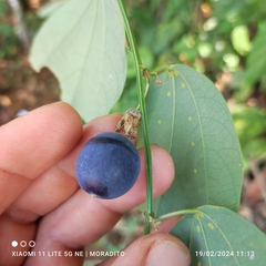 Passiflora biflora image