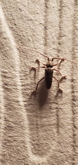 Elaphidion