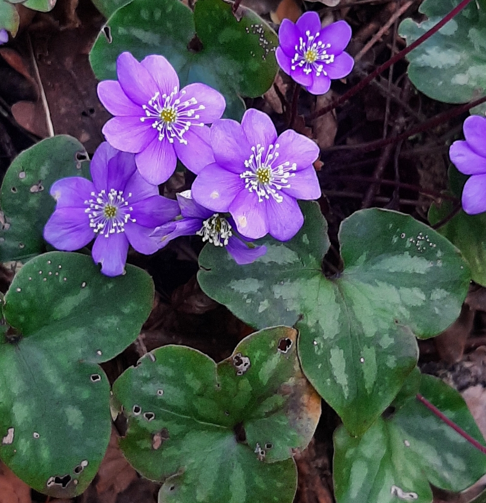 hepaticas