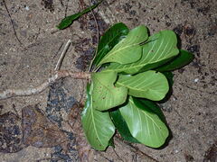 Terminalia catappa image