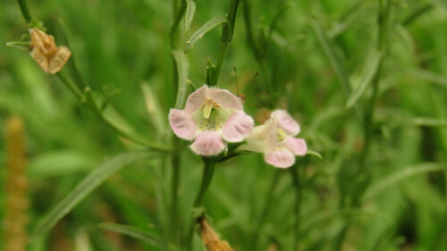 Agalinis communis (Agalinis communis)