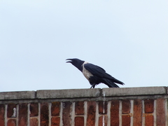 Corvus albus