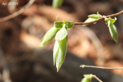 Lonicera praeflorens