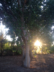 Populus fremontii fremontii