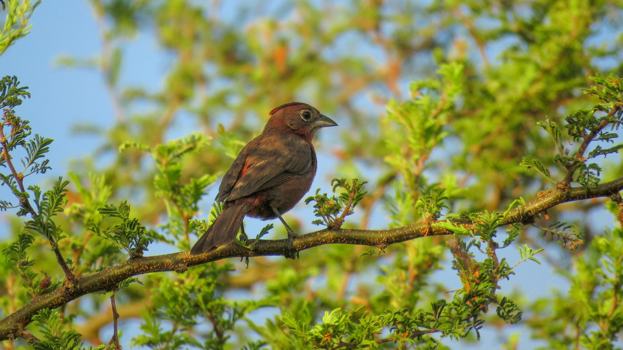 Red-crested Finch illustration